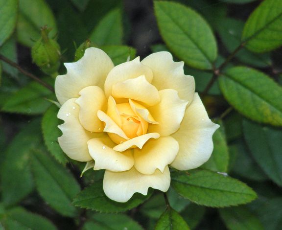 Softee photo sof2014_08020006_zpsd492ef53.jpg